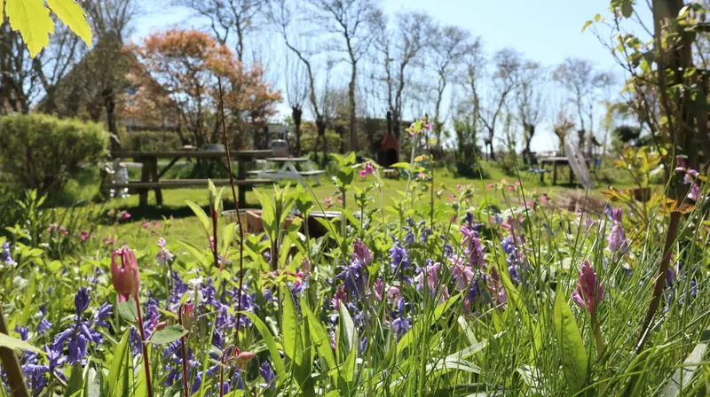 Paarse en blauwe bloemen in de tuin